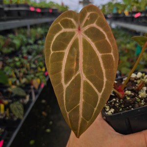 Anthurium 'Doc Block Red F2' x ('Rotundatum X' / 'Doc Block Purple F2') (A86) image 3