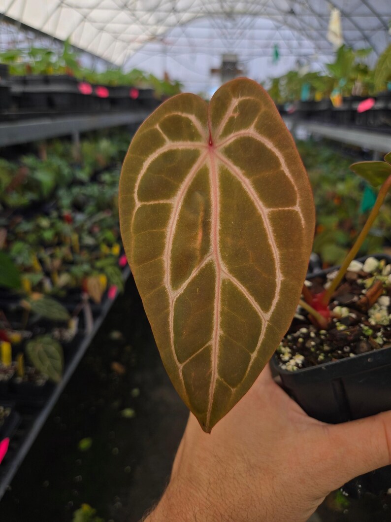 Anthurium 'Doc Block Red F2' x ('Rotundatum X' / 'Doc Block Purple F2') (A86) image 3