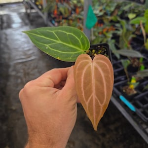 Anthurium 'Swampmannii Long' x ('Rotundatum X'/ 'Doc Block Purple F2') (A78) image 4
