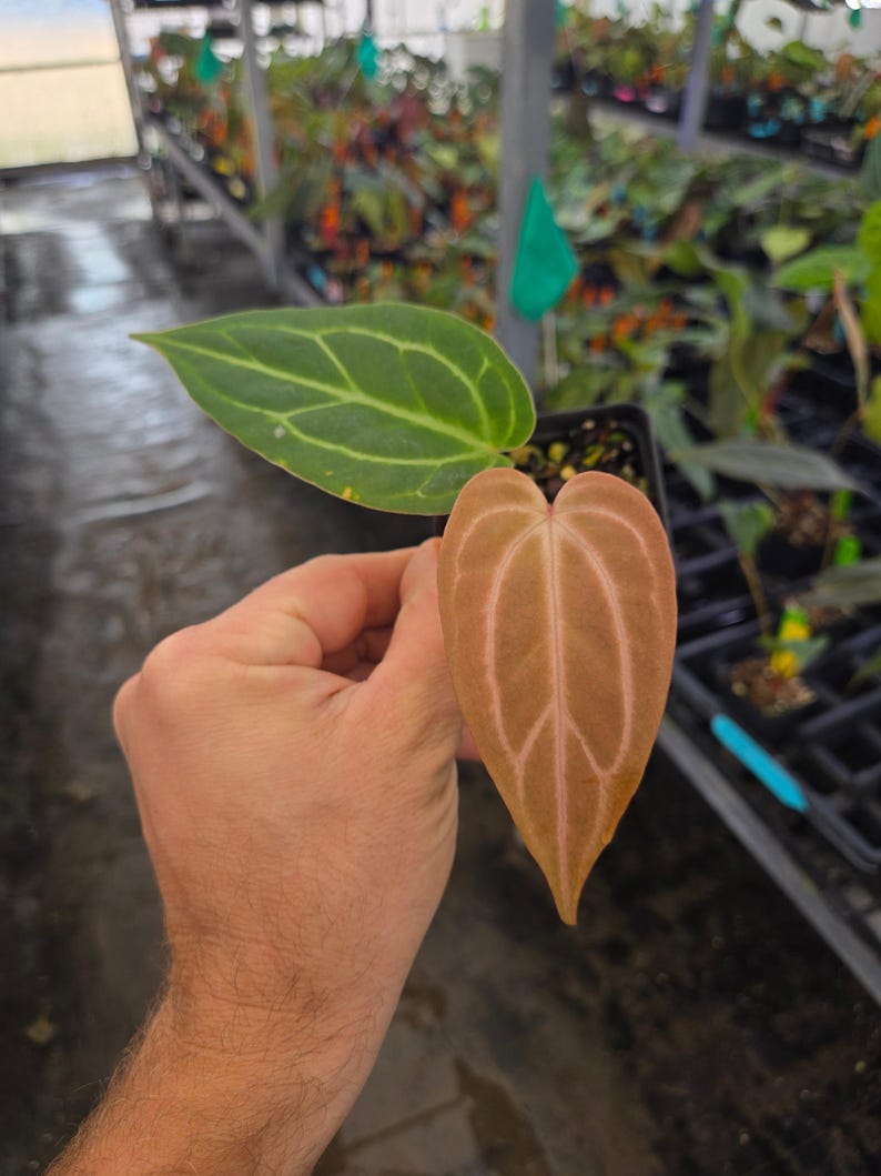Anthurium 'Swampmannii Long' x ('Rotundatum X'/ 'Doc Block Purple F2') (A78) image 4