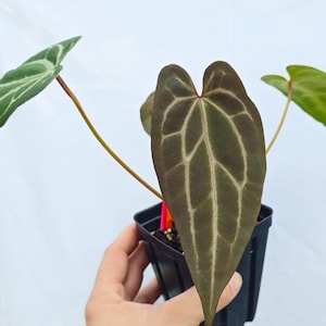 Anthurium 'Swampmannii #3' x ('Rotundatum X' / 'Doc Block Purple F2') (CS25) image 1
