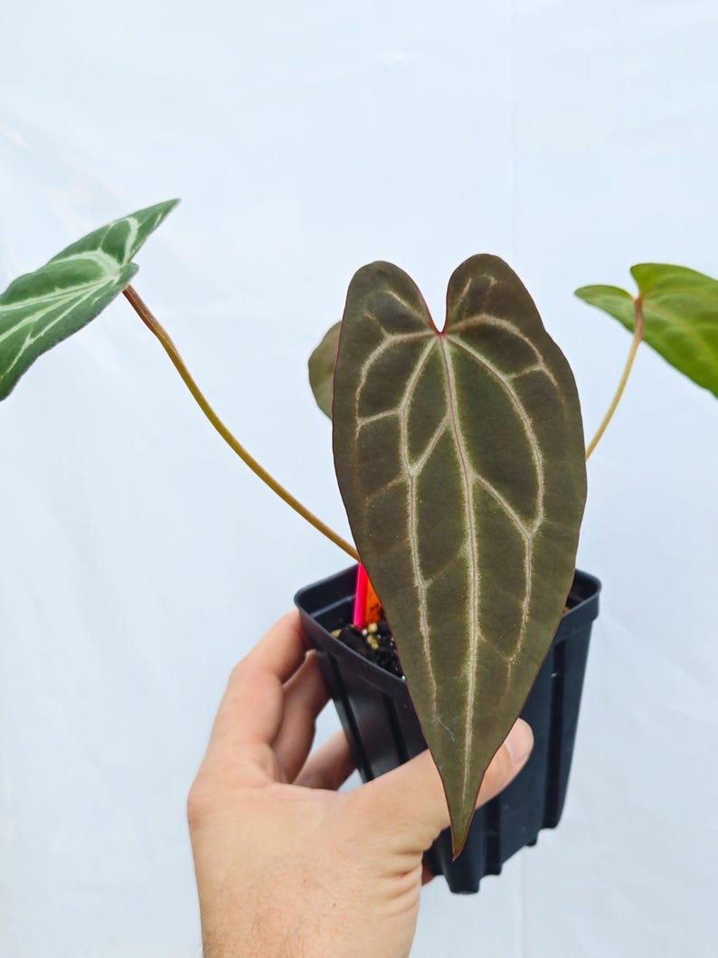 Anthurium 'Swampmannii #3' x ('Rotundatum X' / 'Doc Block Purple F2') (CS25) image 1