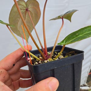 Anthurium 'Doc Block Purple F2' x ('Rotundatum X' / 'Doc Block Purple F2') (CS04) image 4