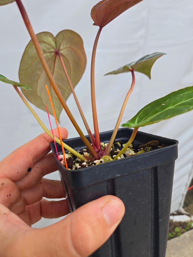 Anthurium 'Doc Block Purple F2' x ('Rotundatum X' / 'Doc Block Purple F2') (CS04) image 4