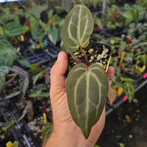 Anthurium 'Swampmannii Purple' x 'Doc Block Purple F2' (A87) image 2