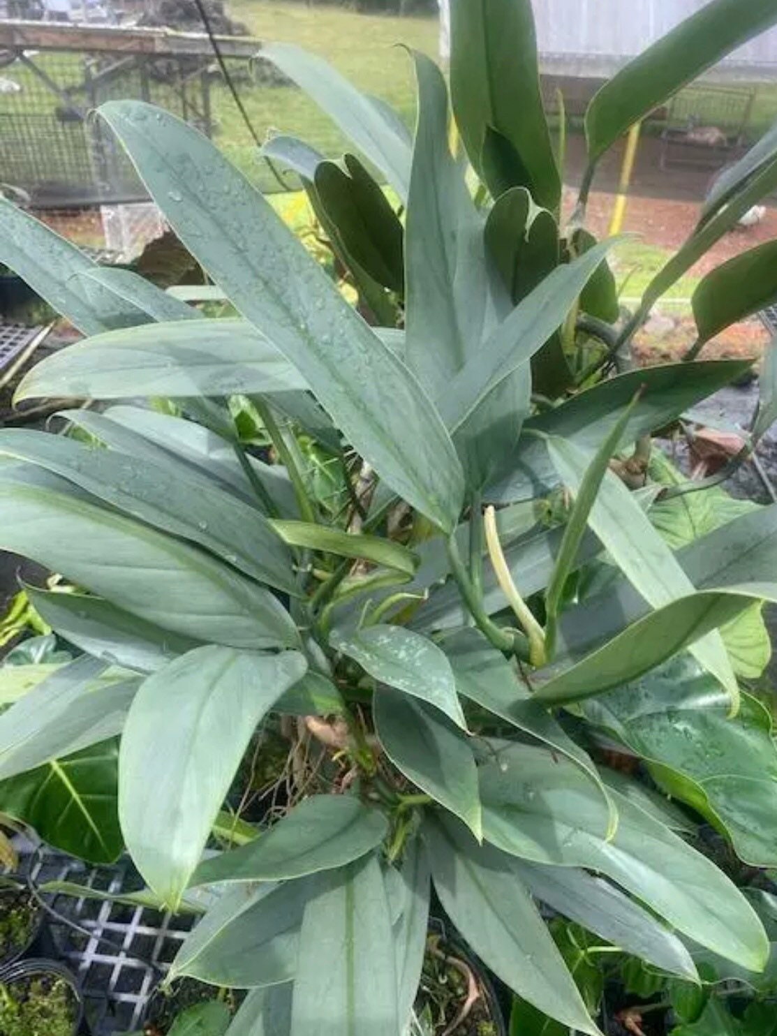 L Philodendron Hastatum Silver Sword - narrow blue form - indoor houseplant  aroid Philo aroid J4