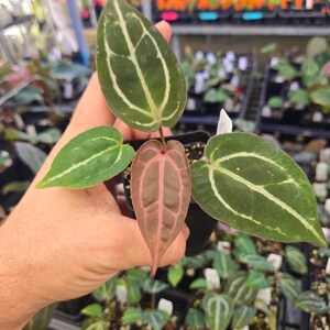 Anthurium 'Doc Block Red F2' x 'Doc Block Purple F2' (A124) image 4