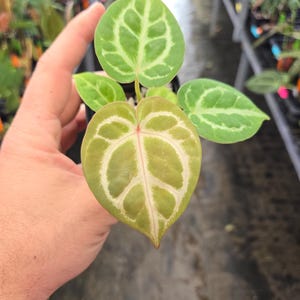 Anthurium Doriyaki Silver x 'Doc Block Purple F2' (A105) image 2