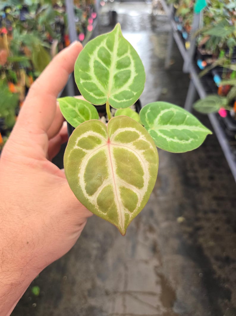 Anthurium Doriyaki Silver x 'Doc Block Purple F2' (A105) image 2