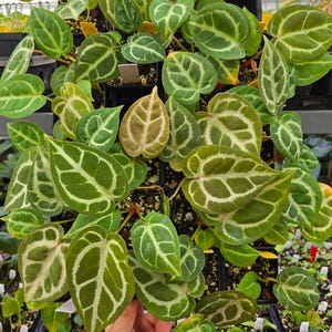 Anthurium Doriyaki Silver x 'Doc Block Purple F2' (A105) image 3