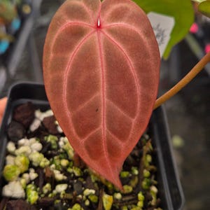 Anthurium 'Doc Block Purple F2' x 'Golden Child' (A99) Bild 1
