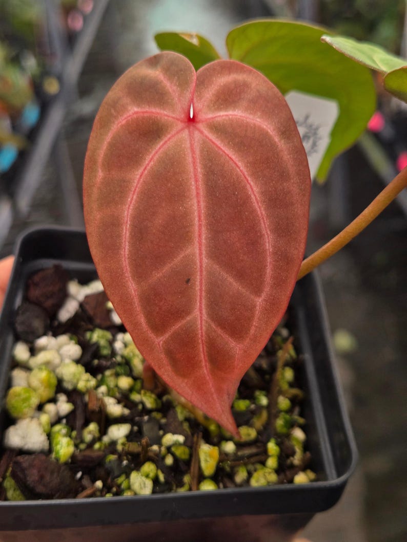 Anthurium 'Doc Block Purple F2' x 'Golden Child' (A99) Bild 1
