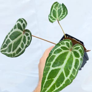 Anthurium ('Tim Anderson Crystal Mag' /'Tims Black') x 'Doc Block Purple F2' (CS23) image 2