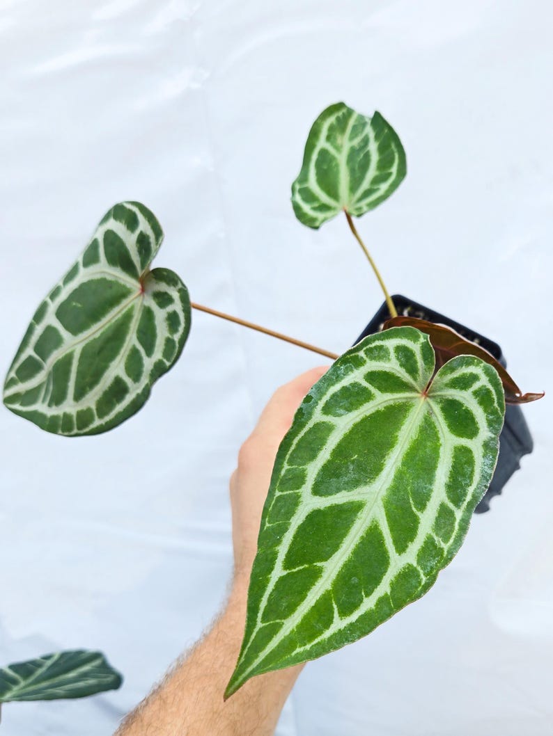 Anthurium ('Tim Anderson Crystal Mag' /'Tims Black') x 'Doc Block Purple F2' (CS23) image 2