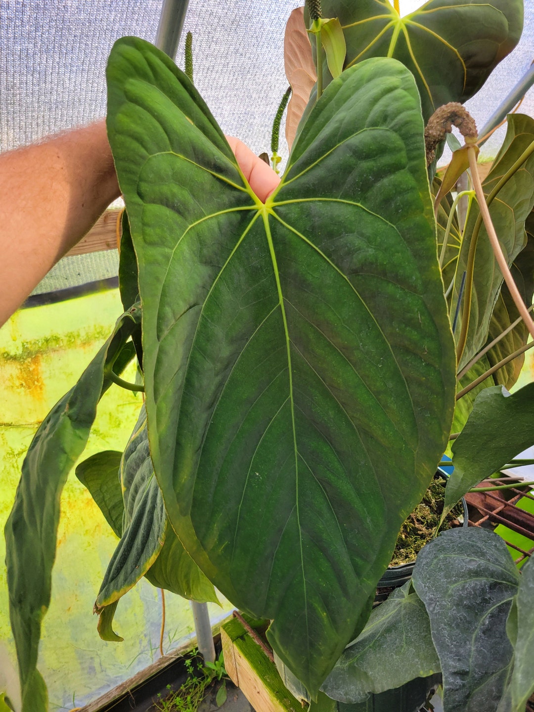 Anthurium Ree Pap Anthurium Ree Gardens Papillilaminum X Self clone Anthuriun Seedling ...