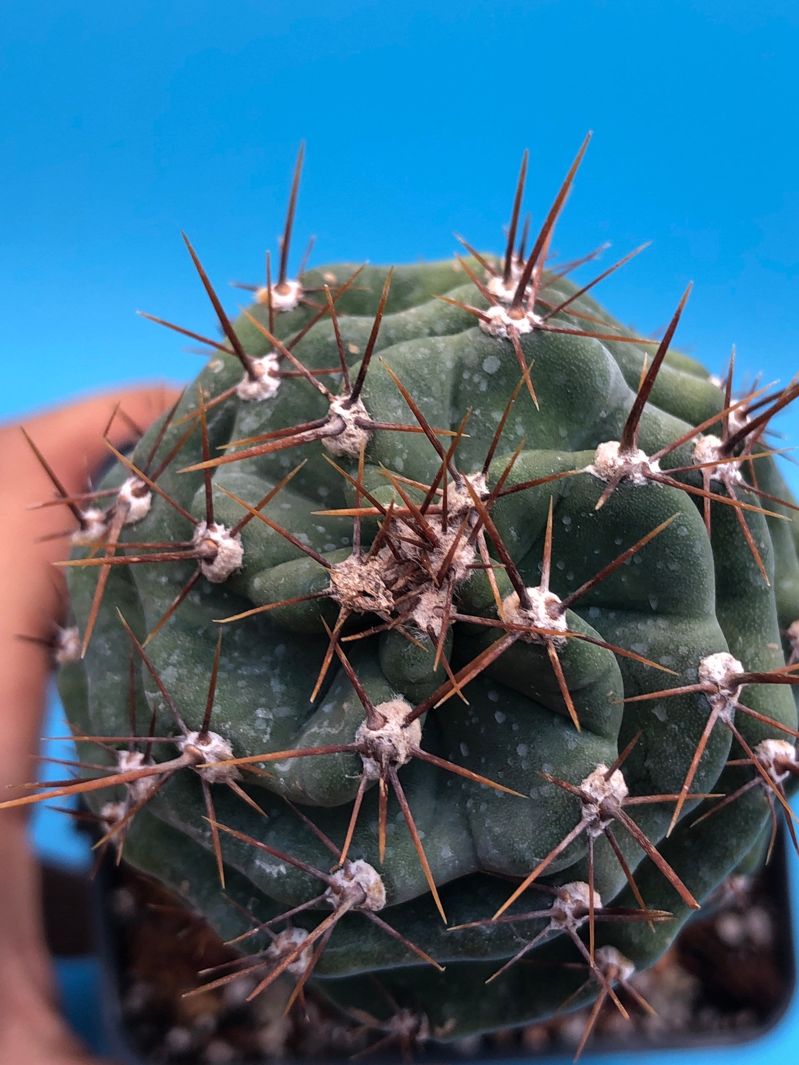 spiral cactus for sale australia spiral cactus for sale australia
