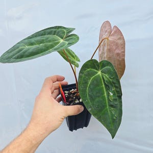 Anthurium ('SKG AOS'/ 'Tim's Black') x 'Doc Block Purple F2' (CS26) imagen 5