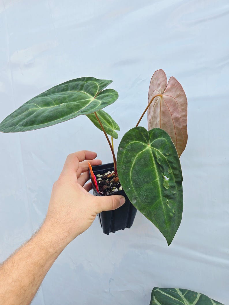 Anthurium ('SKG AOS'/ 'Tim's Black') x 'Doc Block Purple F2' (CS26) imagen 5