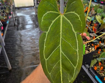 Anthurium 'Rotundatum X' x open (A77)