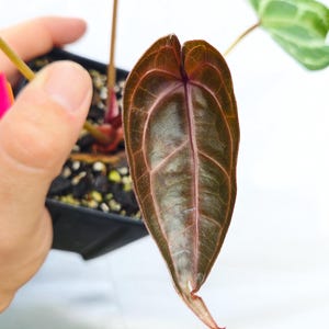 Anthurium ('Tim Anderson Crystal Mag' /'Tims Black') x 'Doc Block Purple F2' (CS23) image 3