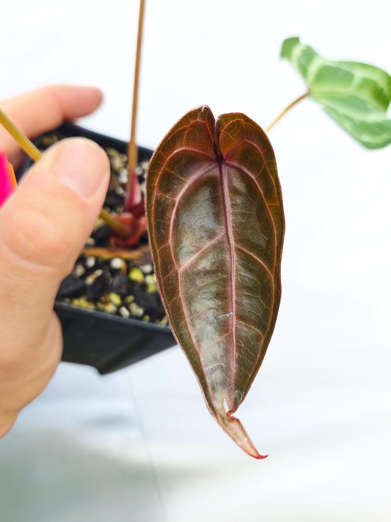 Anthurium ('Tim Anderson Crystal Mag' /'Tims Black') x 'Doc Block Purple F2' (CS23) image 3