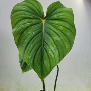 snake plant to buy Sansevieria Moonshine Snake Plant