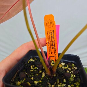 Anthurium ('Tim Anderson Crystal Mag' / 'Tim's Black') x 'Doc Block Purple F2' (CS07) image 3