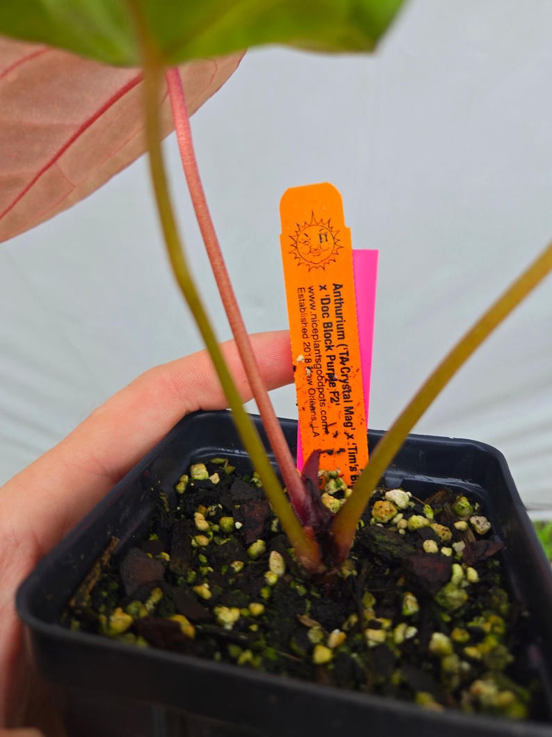 Anthurium ('Tim Anderson Crystal Mag' / 'Tim's Black') x 'Doc Block Purple F2' (CS07) image 3