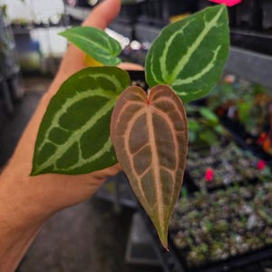 Anthurium 'Doc Block Red F2' x 'Swampmannii #4' (A118) image 3