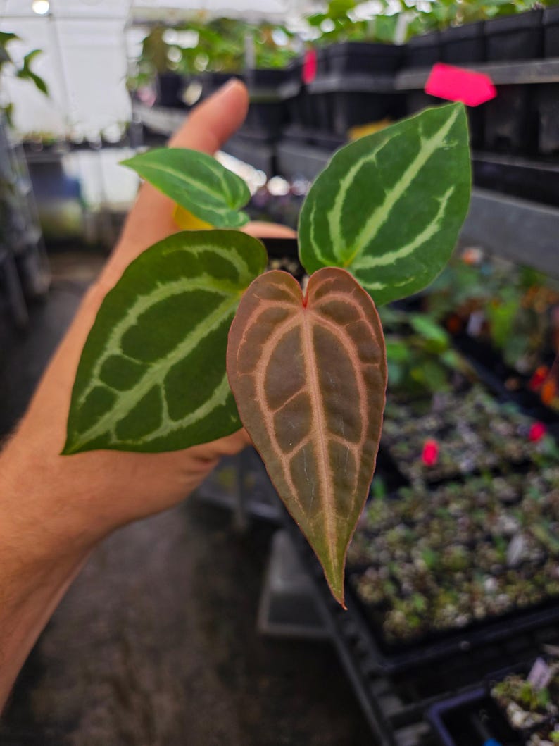 Anthurium 'Doc Block Red F2' x 'Swampmannii #4' (A118) image 3