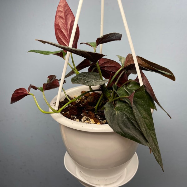 Nice hanging 3-4 plants .Large Syngonium Erythrophyllum “llano carti“ rare syngonium.rare Aroid USA seller. Hanging basket 3-4 plants