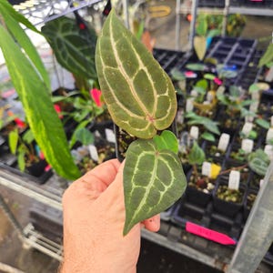 Anthurium ('AOS SKG' / 'Tim’s Black') x 'Doc Block Purple F2' (A123) immagine 4