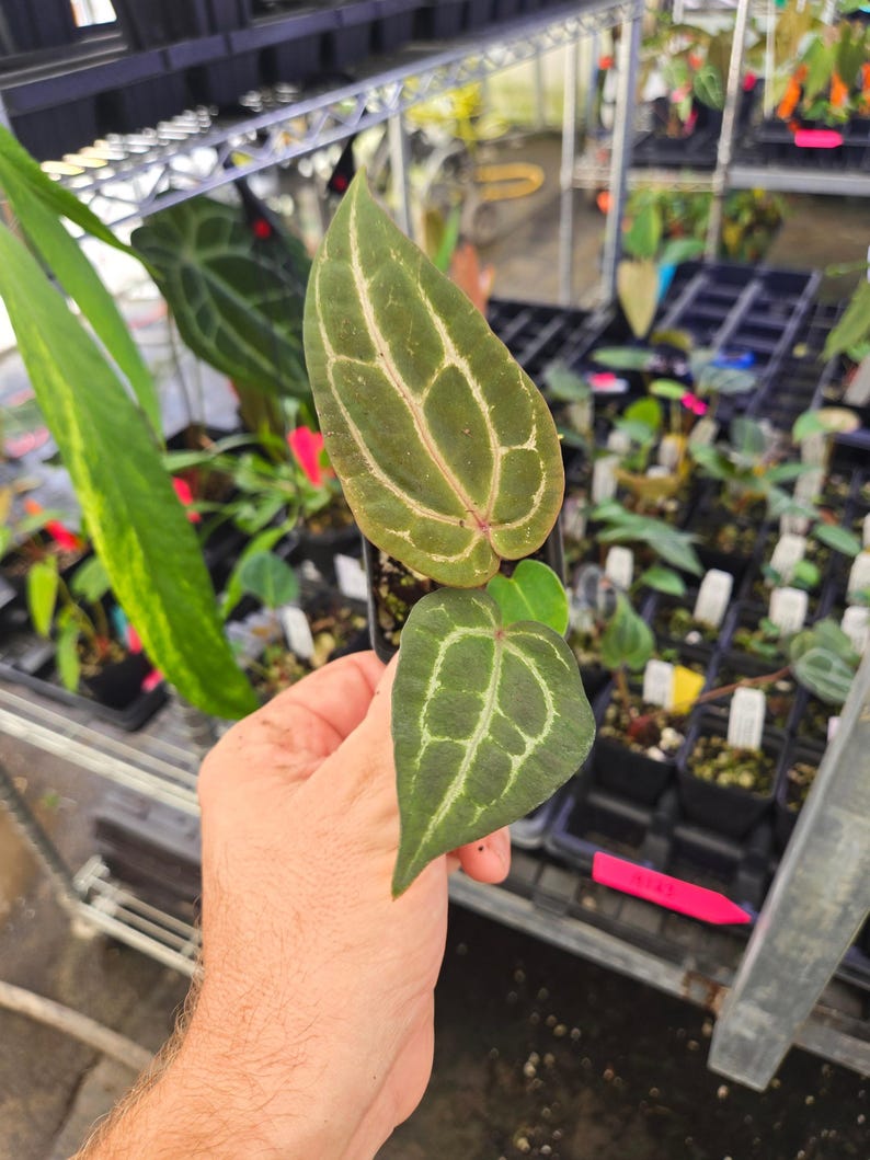 Anthurium ('AOS SKG' / 'Tim’s Black') x 'Doc Block Purple F2' (A123) immagine 4