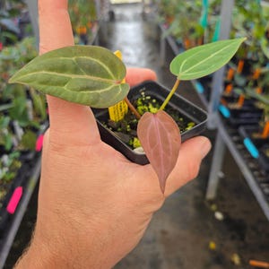 Anthurium ('Rotundatum X' / 'Doc Block Purple F2') #1 x 'Doc Block Purple F2' (A108) image 2