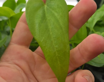 Anthurium Verapazense seedling (SP05)