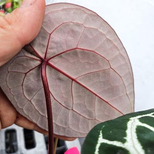 Anthurium 'Doc Block Red F2' x 'Doc Block Purple F2' (CS20) Bild 4