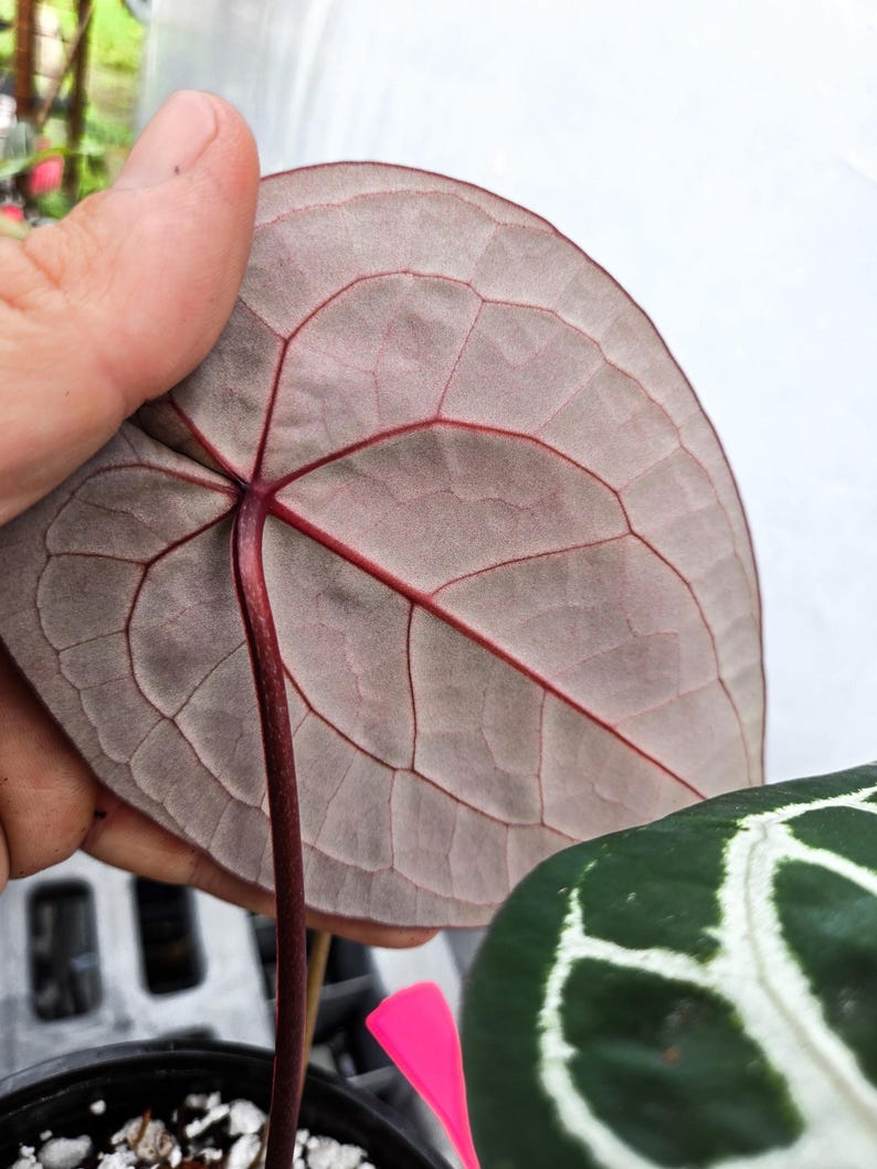 Anthurium 'Doc Block Red F2' x 'Doc Block Purple F2' (CS20) Bild 4
