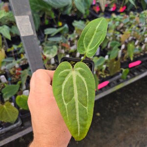 Anthurium 'Swampmannii #3' x ('Rotundatum X' / 'Doc Block Purple F2 #1' (A106) image 2