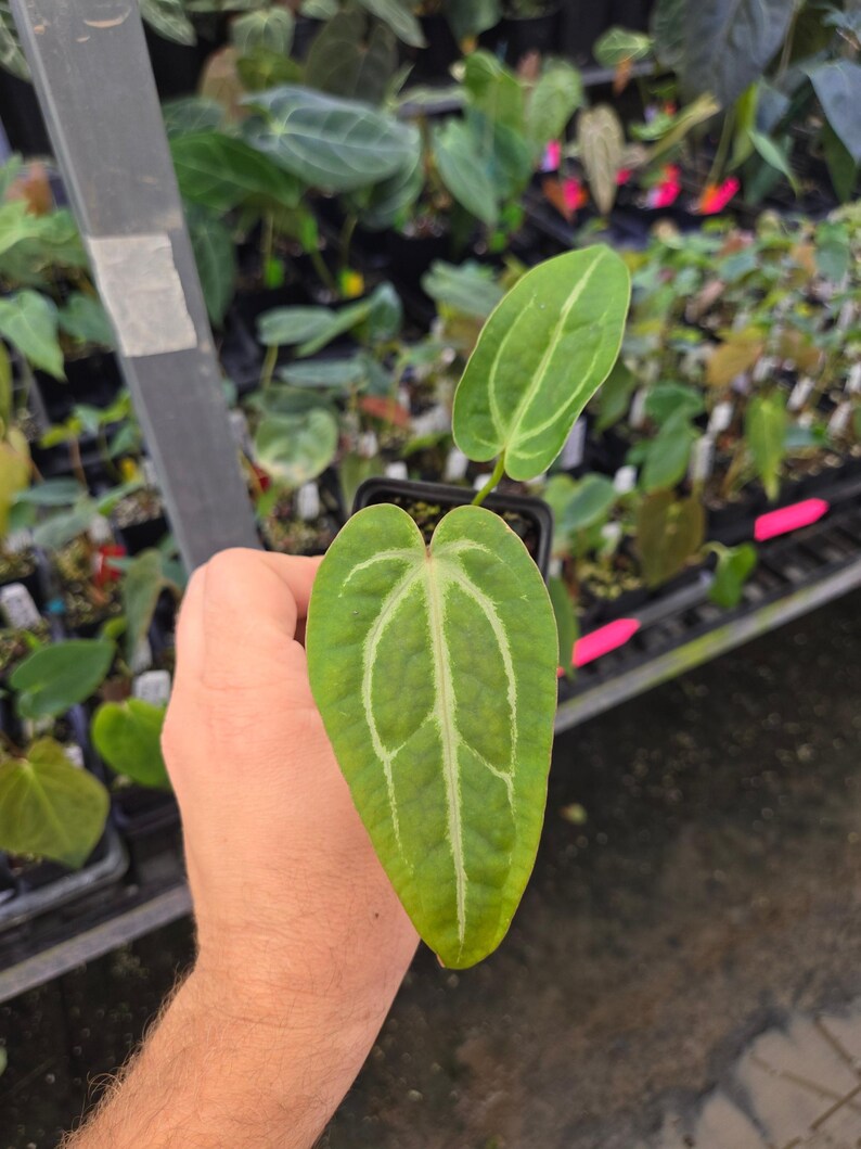 Anthurium 'Swampmannii #3' x ('Rotundatum X' / 'Doc Block Purple F2 #1' (A106) image 2