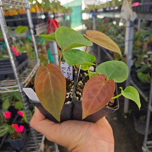 Anthurium ('Ree Gardens Dresslerei' / 'R.G Papillilaminum') x ('Rotundatum X'/'Doc Block Purple F2') (A91) image 2