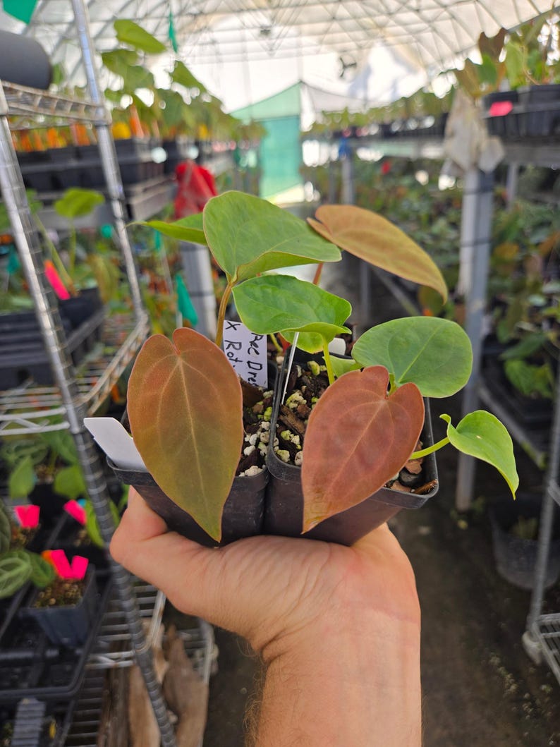 Anthurium ('Ree Gardens Dresslerei' / 'R.G Papillilaminum') x ('Rotundatum X'/'Doc Block Purple F2') (A91) image 2