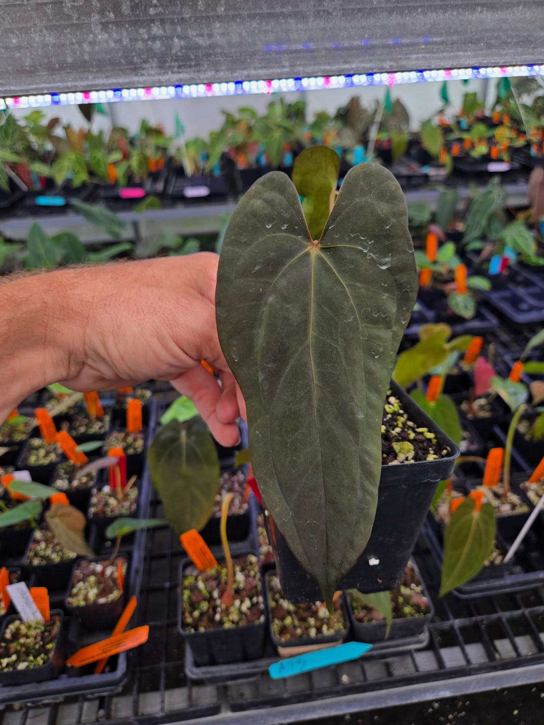 Anthurium Ree Pap Anthurium ('anaconda' / Papillilaminum 'ree Gardens') X ...