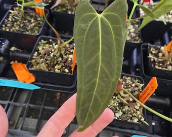 Anthurium 'Dark & Stormy' x 'AOS Novelty G' (A76)