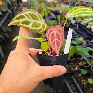 Anthurium 'Doc Block Purple F2' x 'SKG Grey' (A115) image 1
