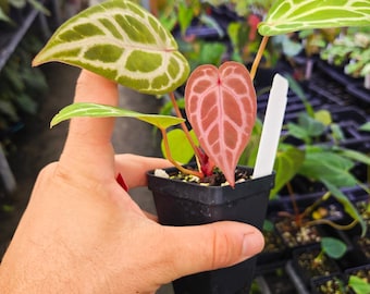 Anthurium 'Doc Block Purple F2' x 'SKG Grey' (A115)
