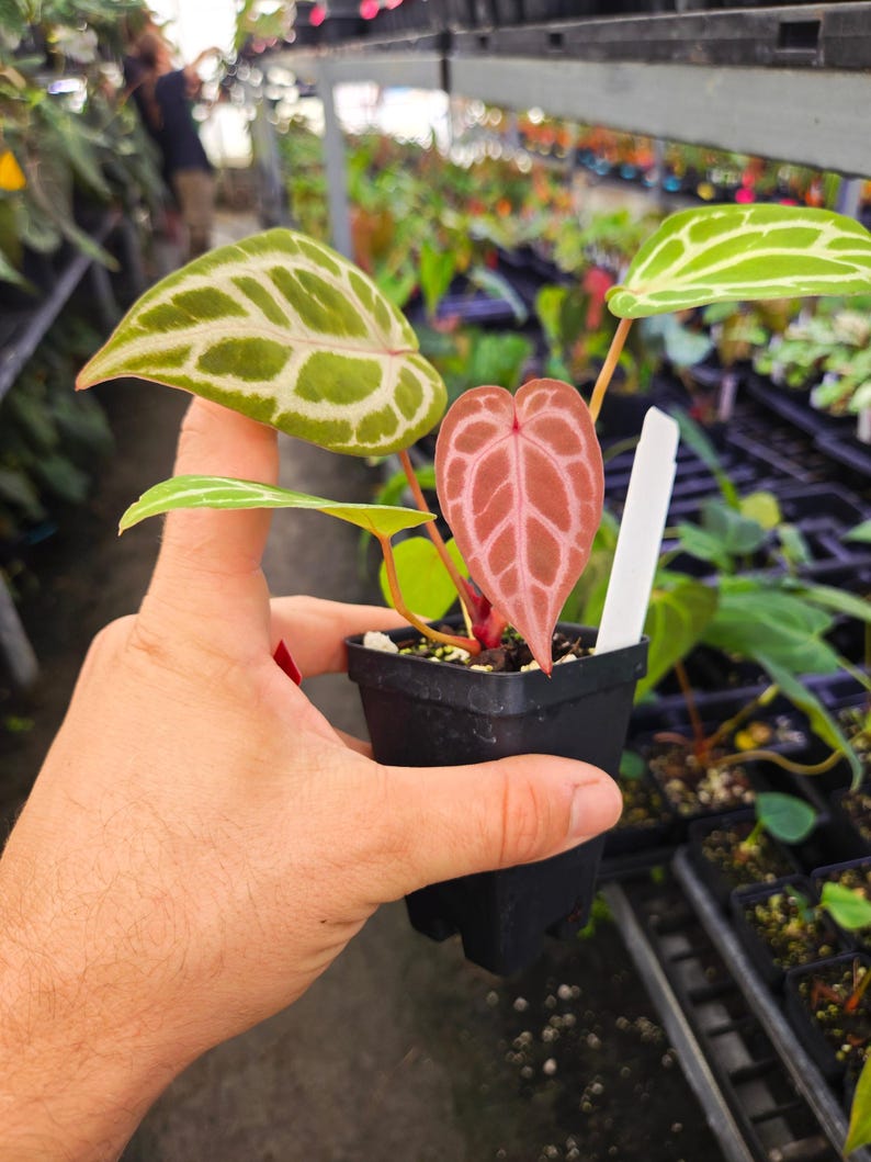 Anthurium 'Doc Block Purple F2' x 'SKG Grey' (A115) image 1