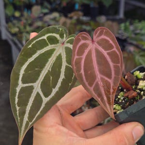 Anthurium 'Swampmannii Dark' x 'Doc Block Purple F2' (A98) image 4