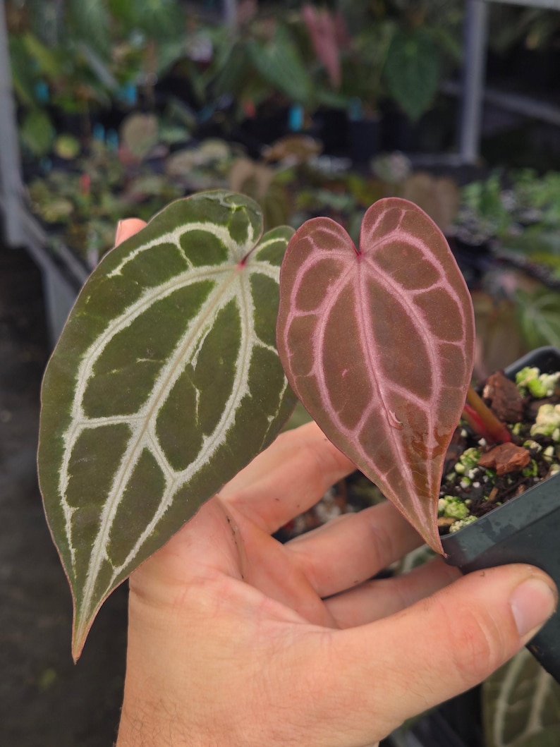 Anthurium 'Swampmannii Dark' x 'Doc Block Purple F2' (A98) image 4