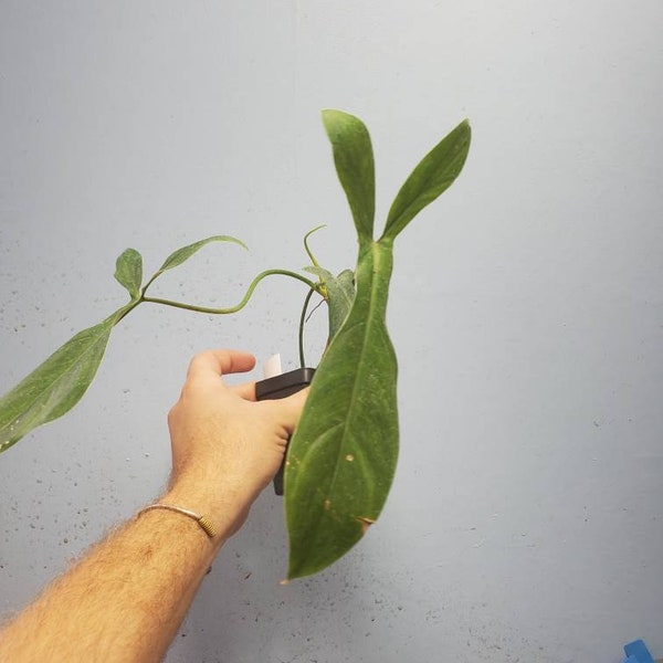 Philodendron 69686. HUGE LEAVES. USA Seller. B27