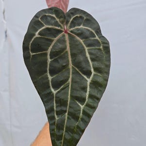Anthurium 'Doc Block Purple F2' x ('Rotundatum X' / 'Doc Block Purple F2') (CS03) immagine 2